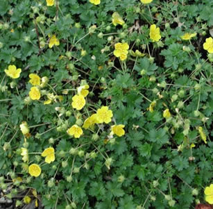 Flowering Ground Covers
